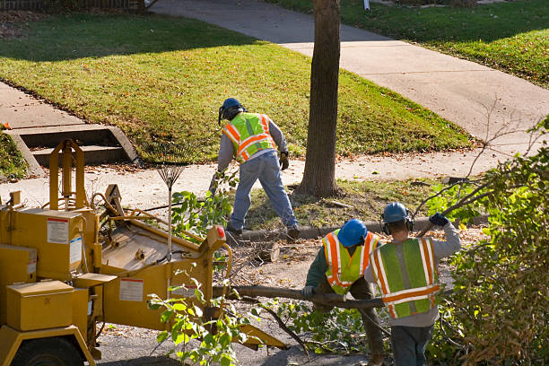 Trusted Jasonville, IN  Tree Services Experts